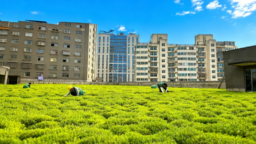 HOENSOEY Modular Green Roof on Commercial Building