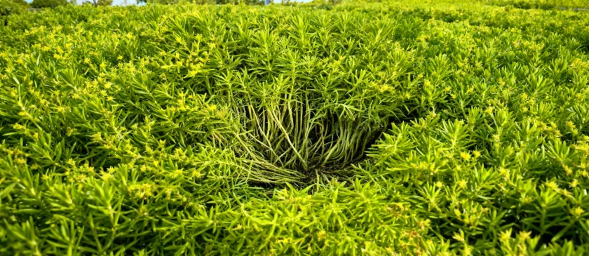 Wide rooftop lawn area created using HT-508 green roof systems