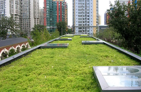 L'Importance des toits verts pour le développement